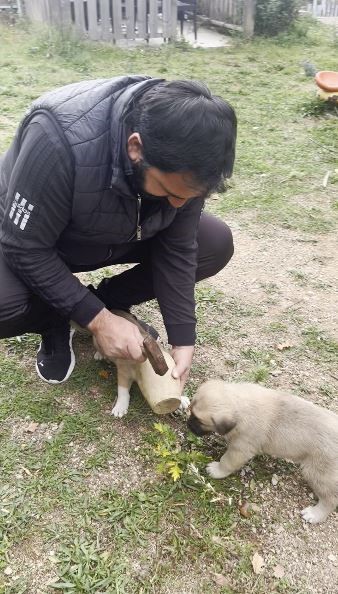 yavru kopegin meraki kirilan testi ile son buldu 0