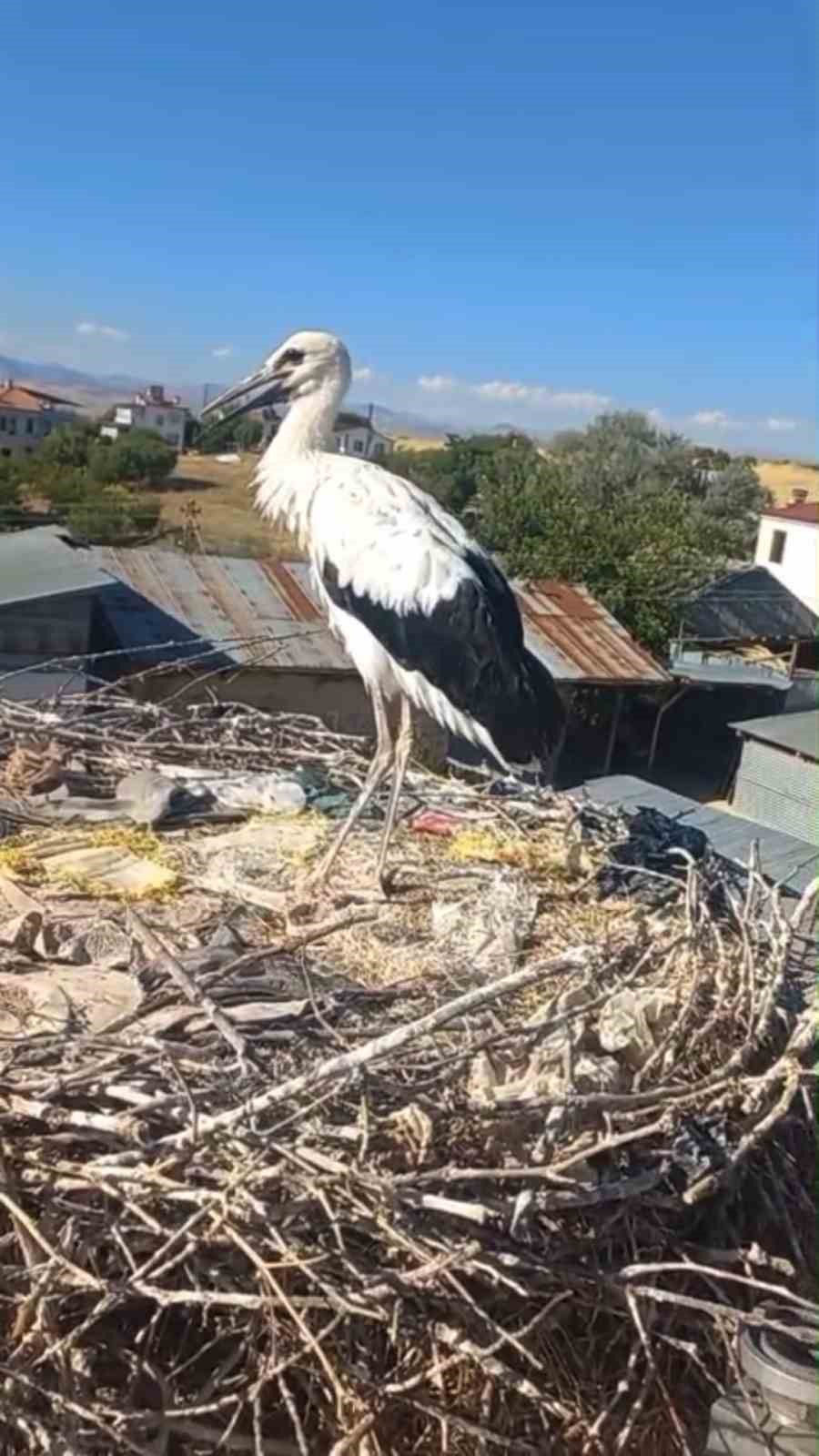 yavru leylek ekipler tarafindan yuvasina konuldu 0 6qw6vire