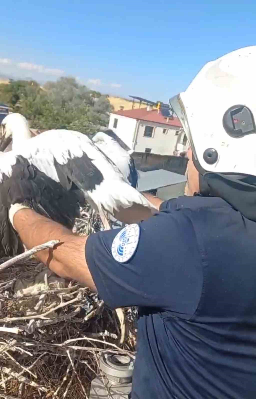 yavru leylek ekipler tarafindan yuvasina konuldu 1 6aP5ddgP