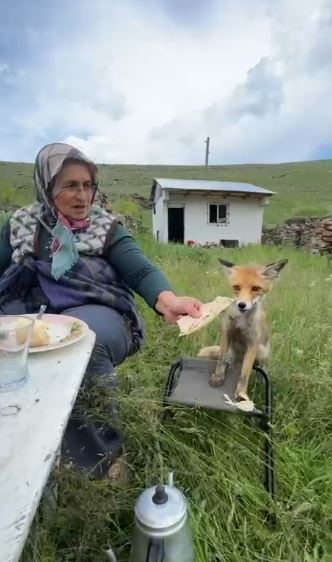 yaylada sedriye ninenin sofrasina oturan tilki ikram edilen ekmegi yemedi 1