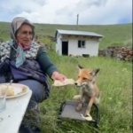 yaylada-sedriye-ninenin-sofrasina-oturan-tilki-ikram-edilen-ekmegi-yemedi-mimCp7EU.jpg