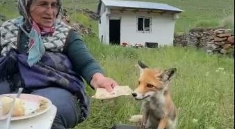 yaylada-sedriye-ninenin-sofrasina-oturan-tilki-ikram-edilen-ekmegi-yemedi-mimCp7EU.jpg
