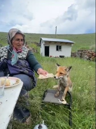 yaylada-sedriye-ninenin-sofrasina-oturan-tilki-ikram-edilen-ekmegi-yemedi-mimCp7EU.jpg