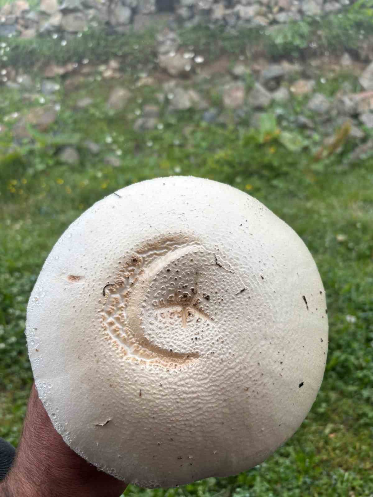 yayladaki ay yildizli mantar gorenleri sasirtti 0 XOAmIlds