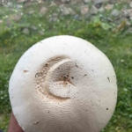 yayladaki-ay-yildizli-mantar-gorenleri-sasirtti-vdve4BHv.jpg