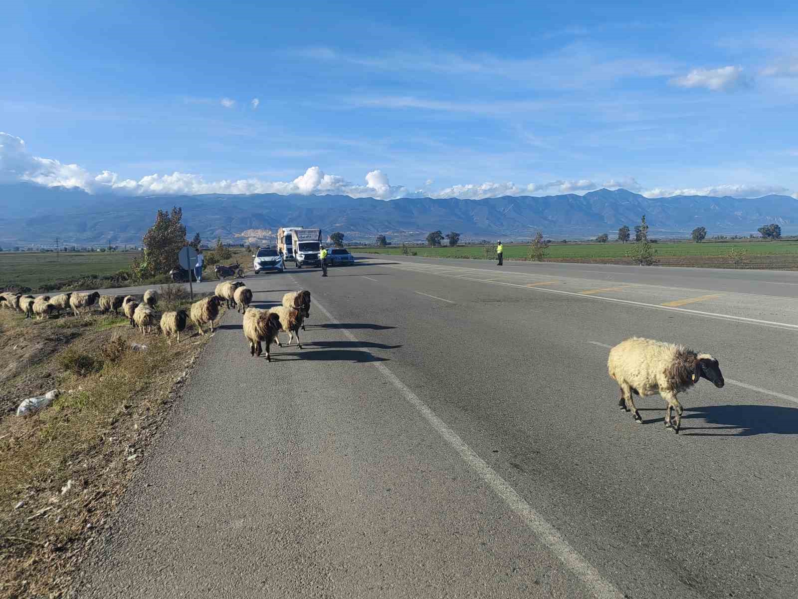 Yayladan dönen koyun sürüsünün geçişi için trafiğin durduğu kara yolunda korna sesi yerine çan sesi yankılandı 5 yayladan donen koyun surusunun gecisi icin trafigin durdugu kara yolunda korna sesi yerine can OzRVD7IX