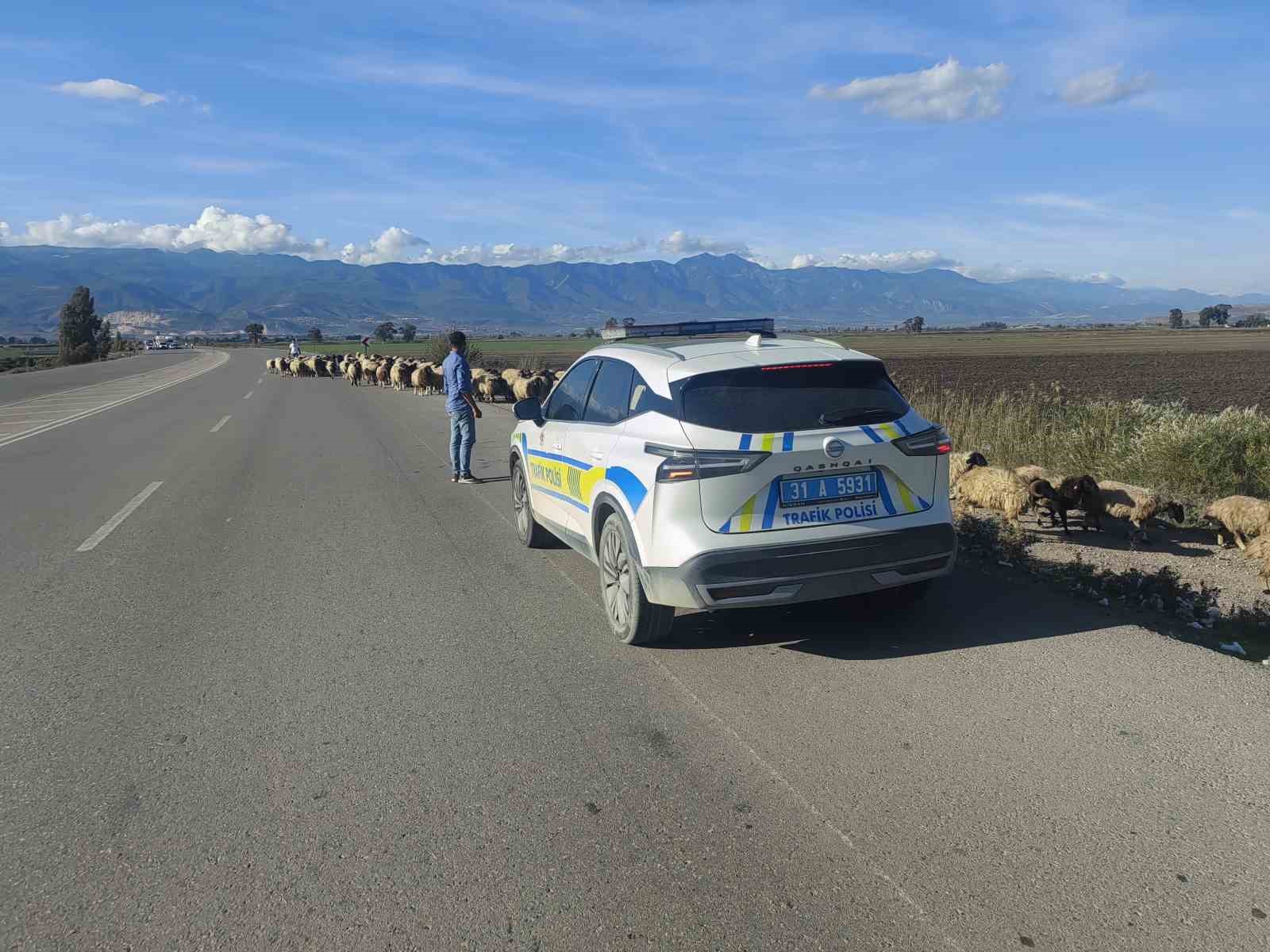 Yayladan dönen koyun sürüsünün geçişi için trafiğin durduğu kara yolunda korna sesi yerine çan sesi yankılandı 7 yayladan donen koyun surusunun gecisi icin trafigin durdugu kara yolunda korna sesi yerine can QcSgz1fD