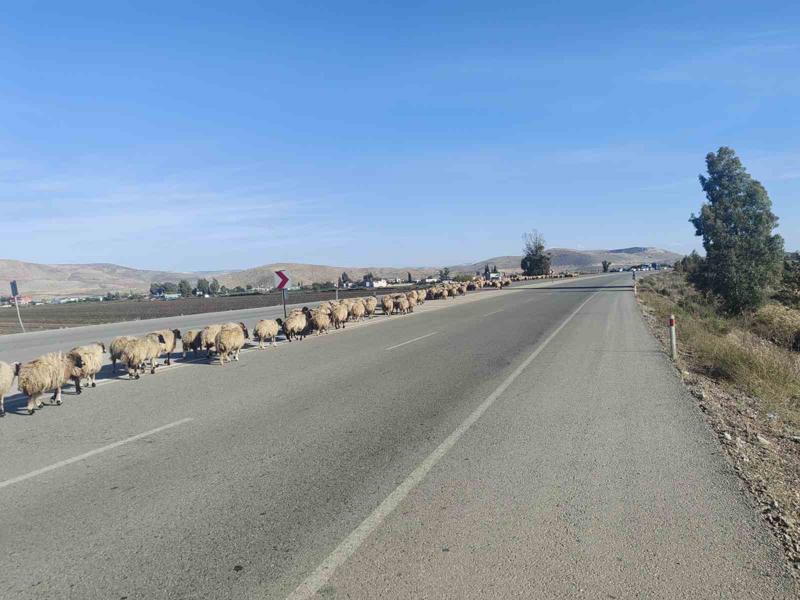Yayladan dönen koyun sürüsünün geçişi için trafiğin durduğu kara yolunda korna sesi yerine çan sesi yankılandı 6 yayladan donen koyun surusunun gecisi icin trafigin durdugu kara yolunda korna sesi yerine can qlGd8EFJ