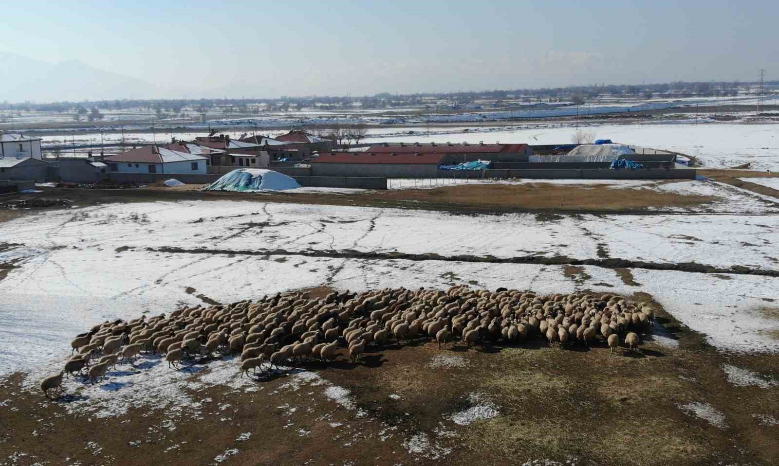 yeni dogan kuzularla birlikte erzincanli besicilerde tatli bir telas yasaniyor 1 18dDXdaU