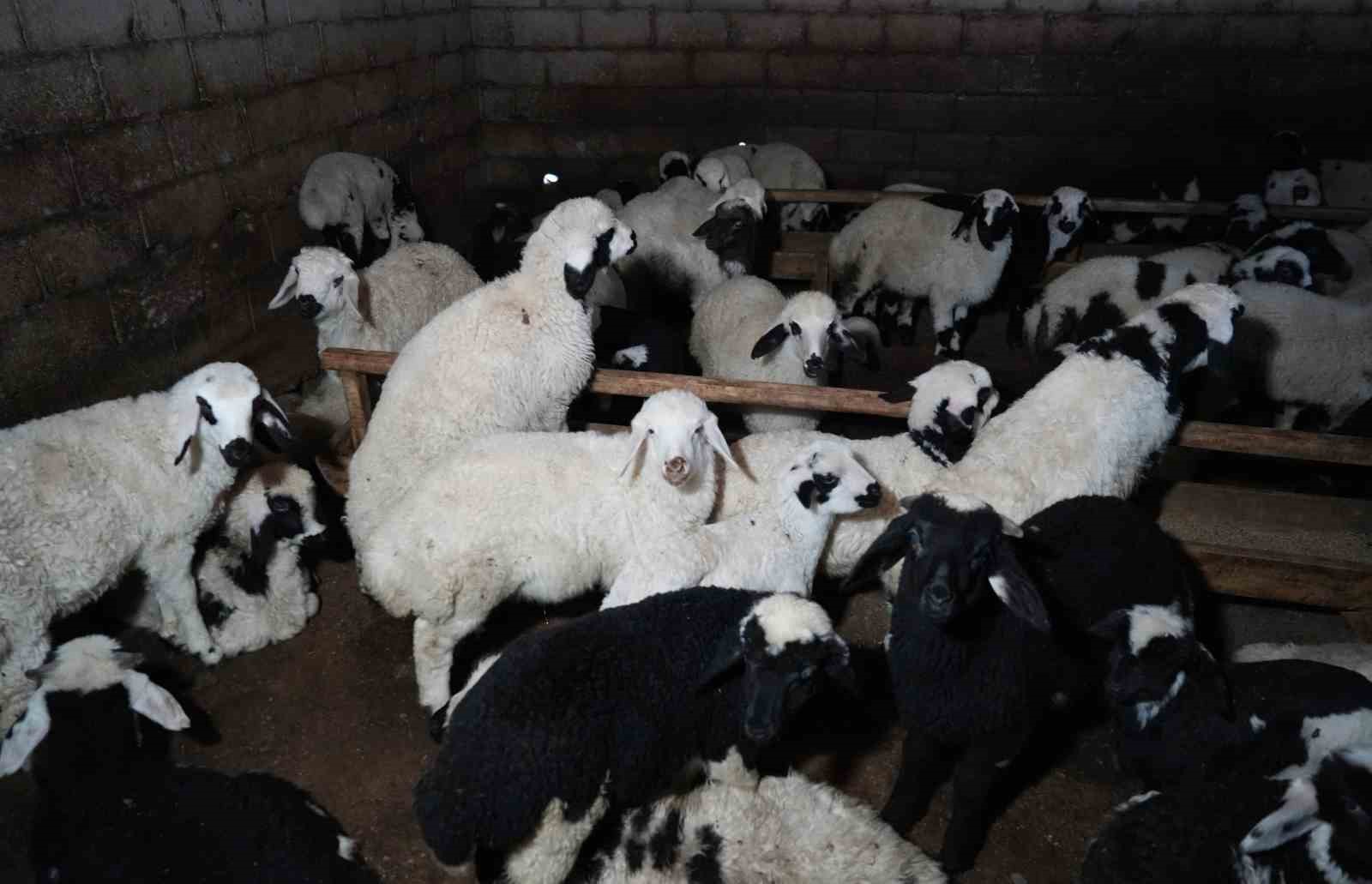 yeni dogan kuzularla birlikte erzincanli besicilerde tatli bir telas yasaniyor 3 yLVcVUVg