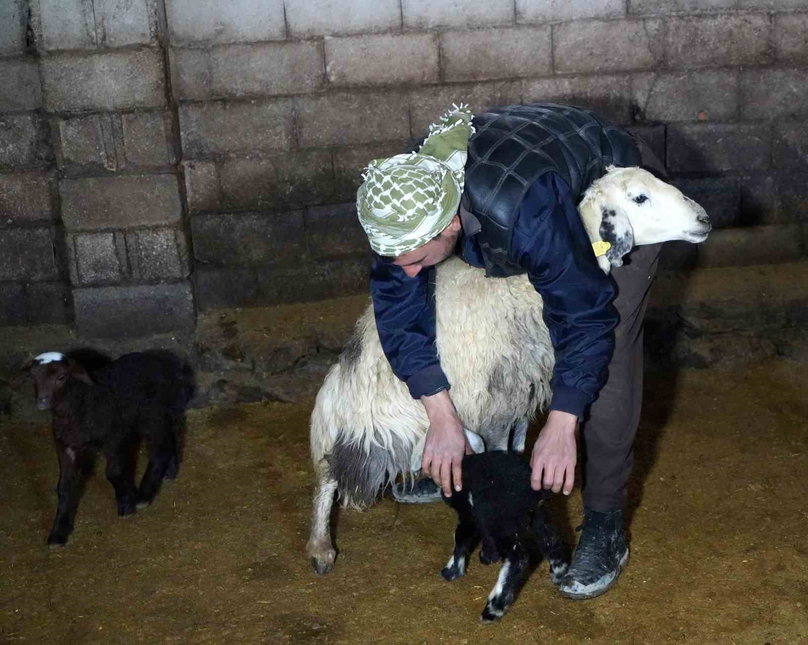 yeni dogan kuzularla birlikte erzincanli besicilerde tatli bir telas yasaniyor 4 ffZZFvPs