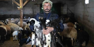 yeni-dogan-kuzularla-birlikte-erzincanli-besicilerde-tatli-bir-telas-yasaniyor-AsgHRR5K.jpg