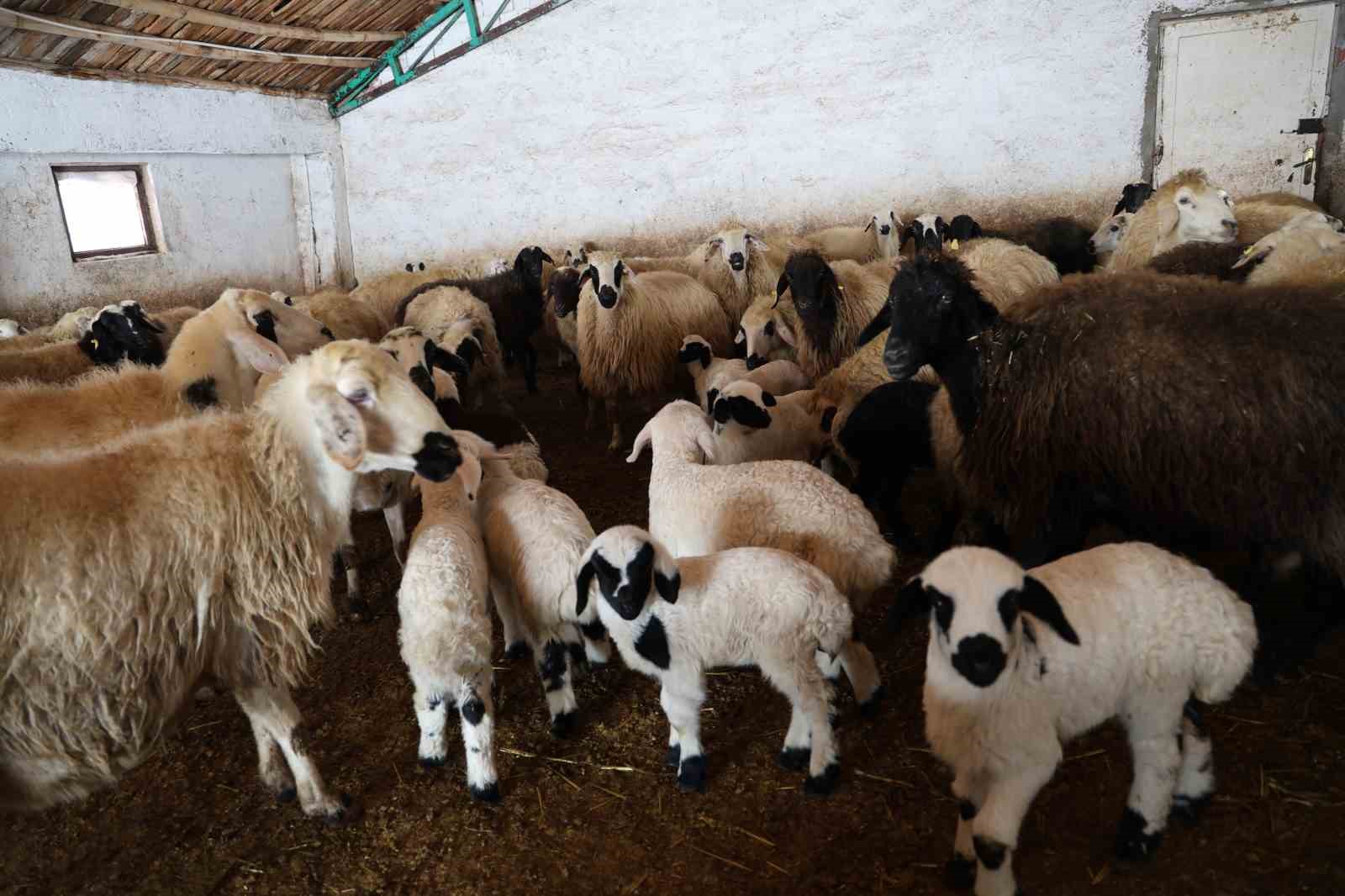 Yeni yıl bereketiyle geldi: Soğuk hava ile birlikte kuzu doğumları arttı 14 yeni yil bereketiyle geldi soguk hava ile birlikte kuzu dogumlari artti 10 OvcjKbSH