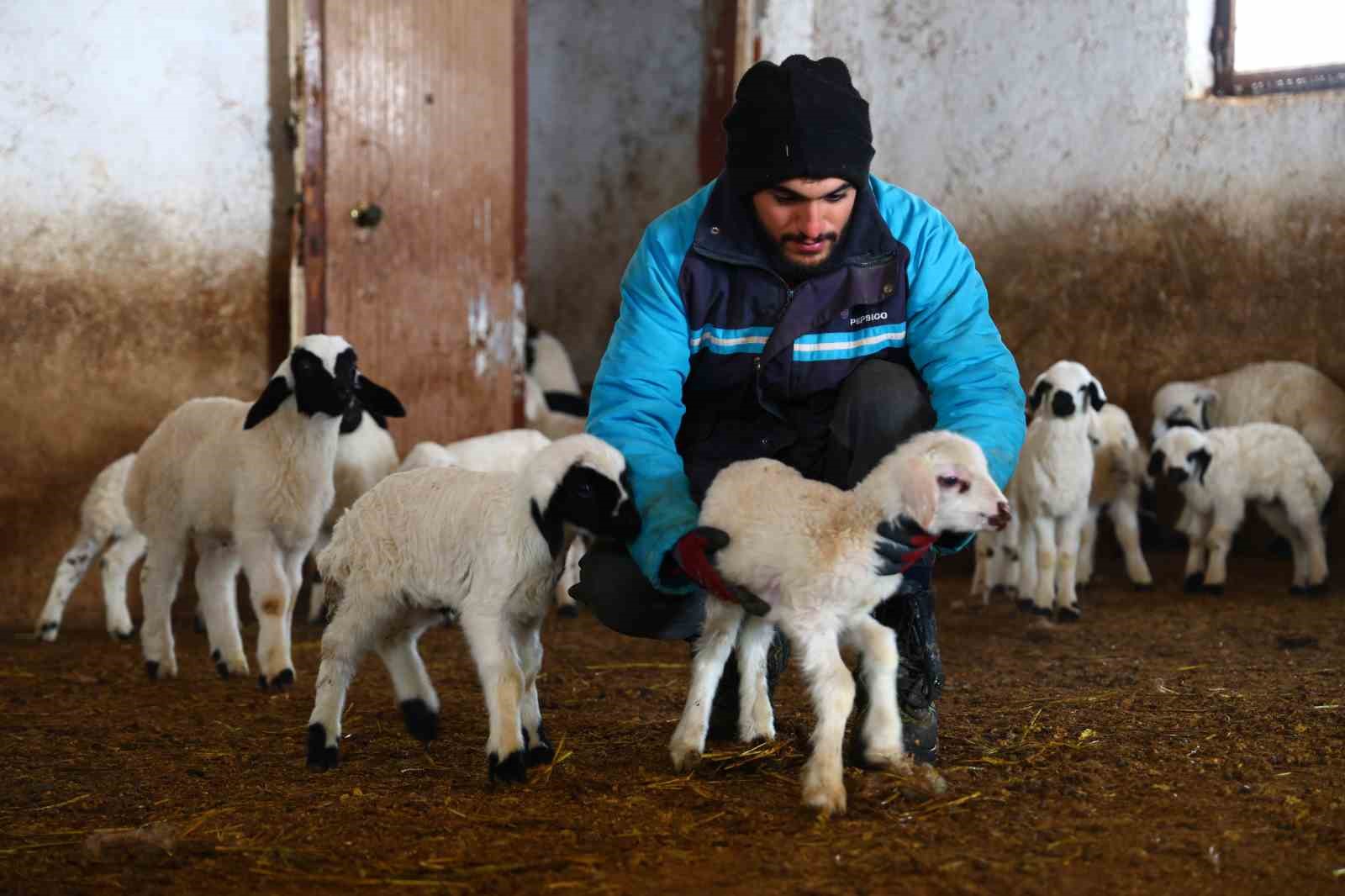 Yeni yıl bereketiyle geldi: Soğuk hava ile birlikte kuzu doğumları arttı 6 yeni yil bereketiyle geldi soguk hava ile birlikte kuzu dogumlari artti 2 uAce8NPc