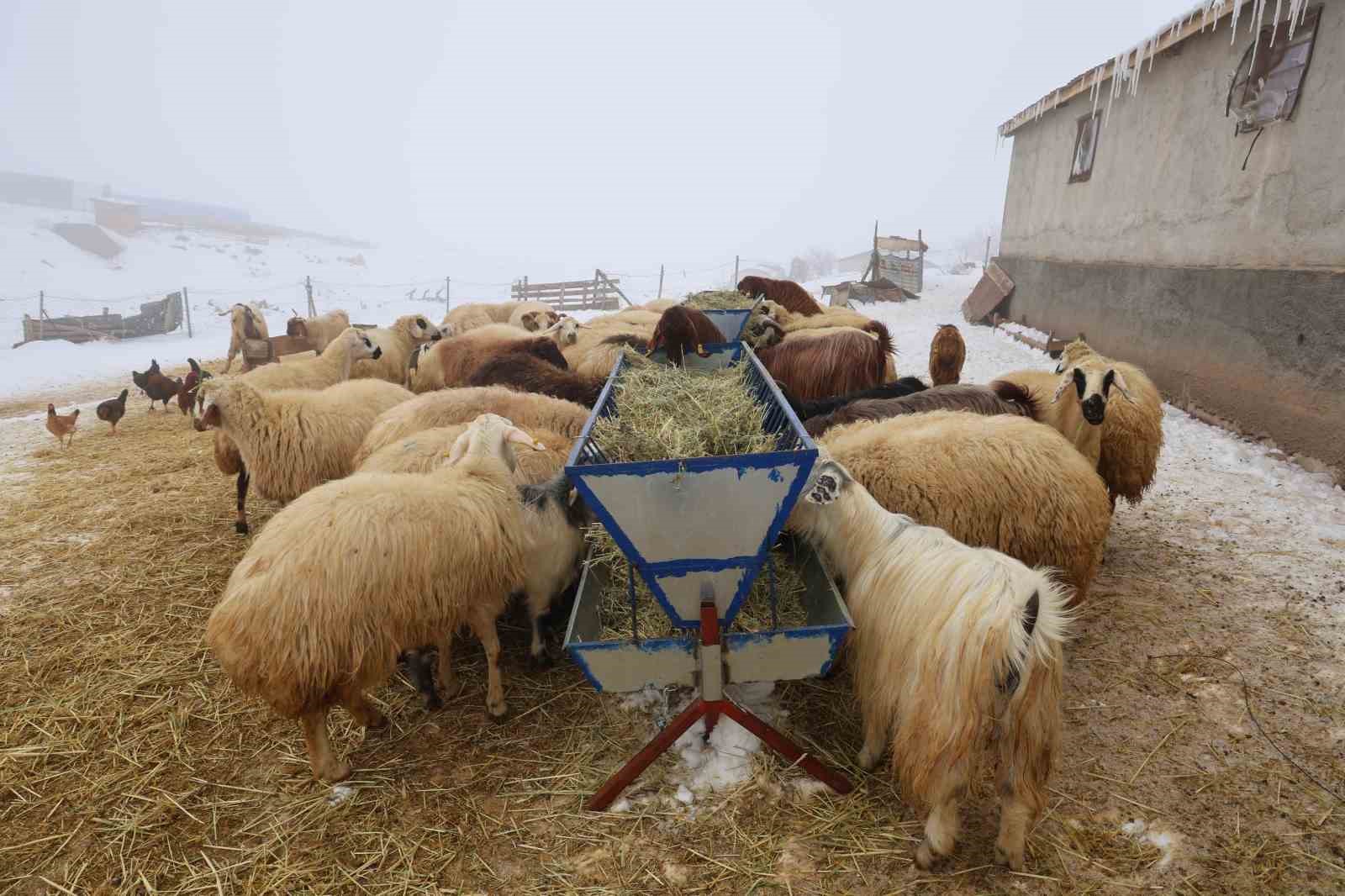 Yeni yıl bereketiyle geldi: Soğuk hava ile birlikte kuzu doğumları arttı 8 yeni yil bereketiyle geldi soguk hava ile birlikte kuzu dogumlari artti 4 4QAlQucc
