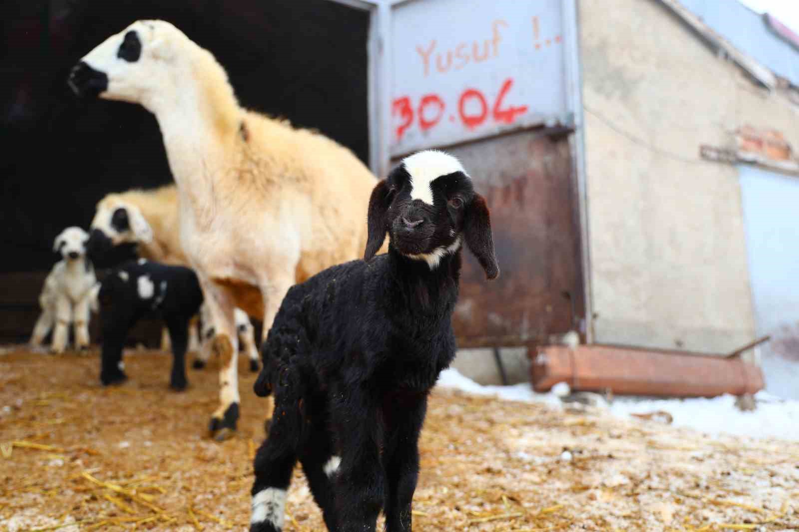 Yeni yıl bereketiyle geldi: Soğuk hava ile birlikte kuzu doğumları arttı 9 yeni yil bereketiyle geldi soguk hava ile birlikte kuzu dogumlari artti 5 C3KcsCYC