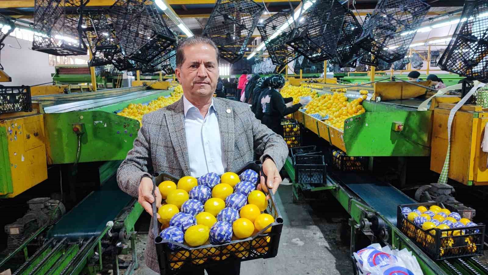 yeni yil oncesi narenciyede yogun hasat 5 gN7wZVb3