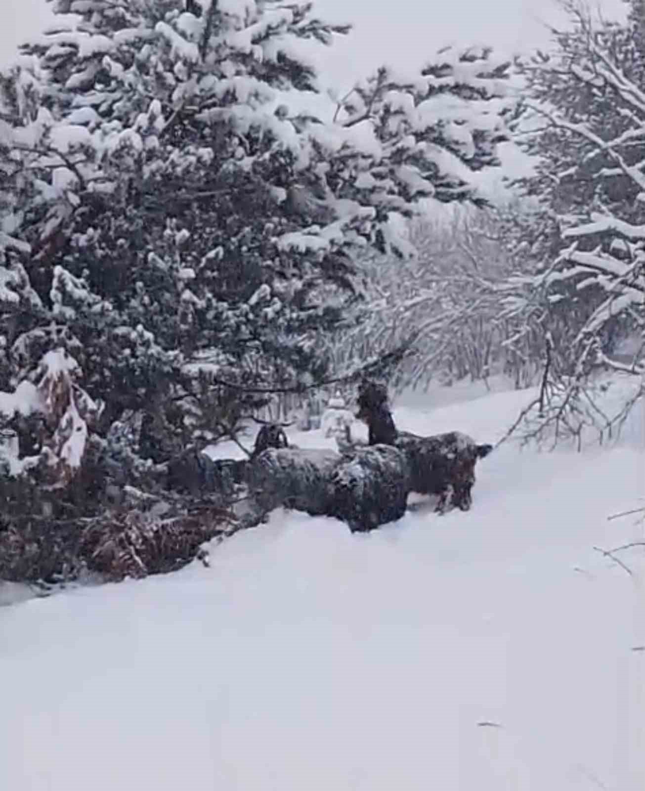 yeni yilin ilk gununde yaylada kara yakalanan coban turkulerle isindi 1 wQB2Jtur