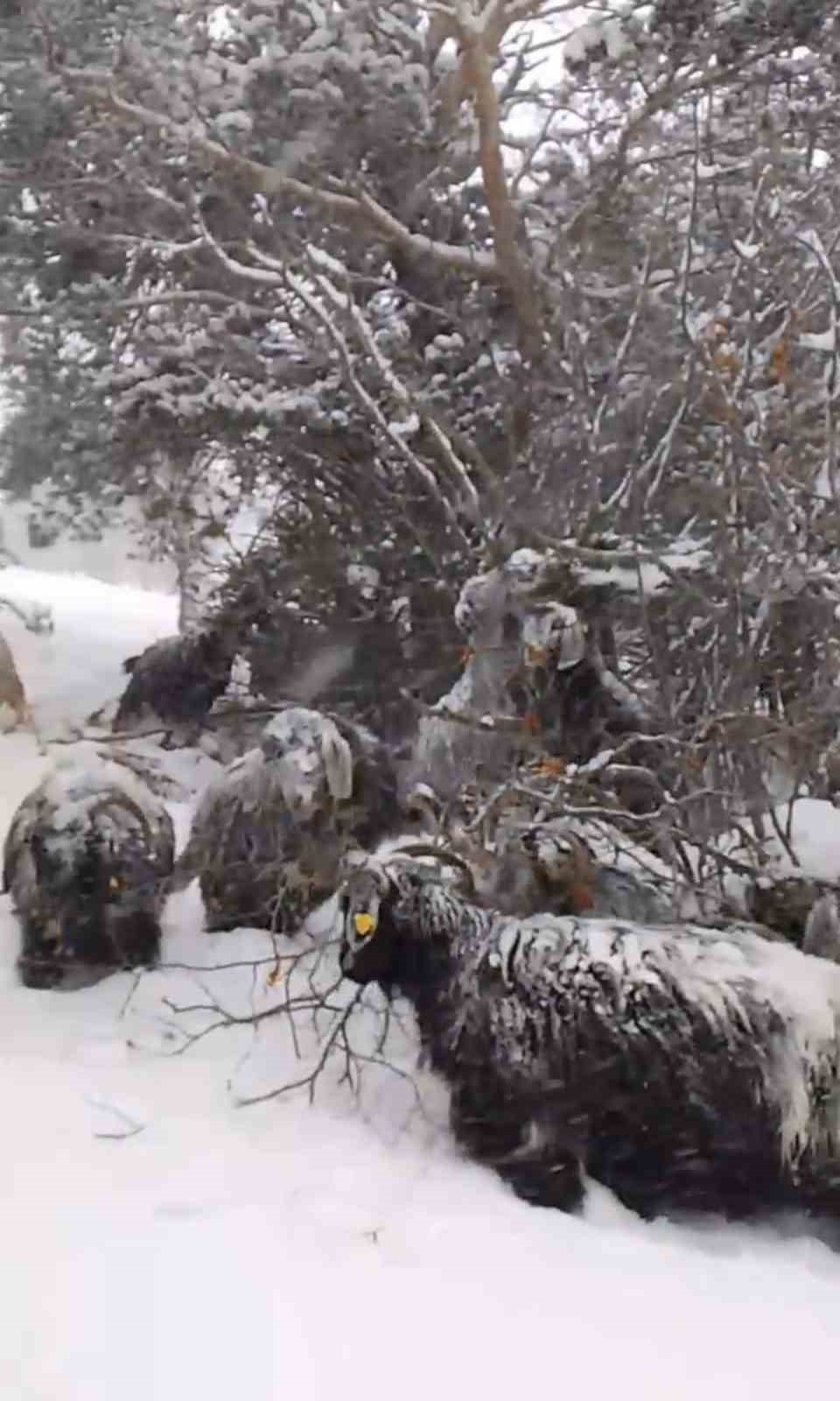 yeni yilin ilk gununde yaylada kara yakalanan coban turkulerle isindi 2 ZRIFlKv5