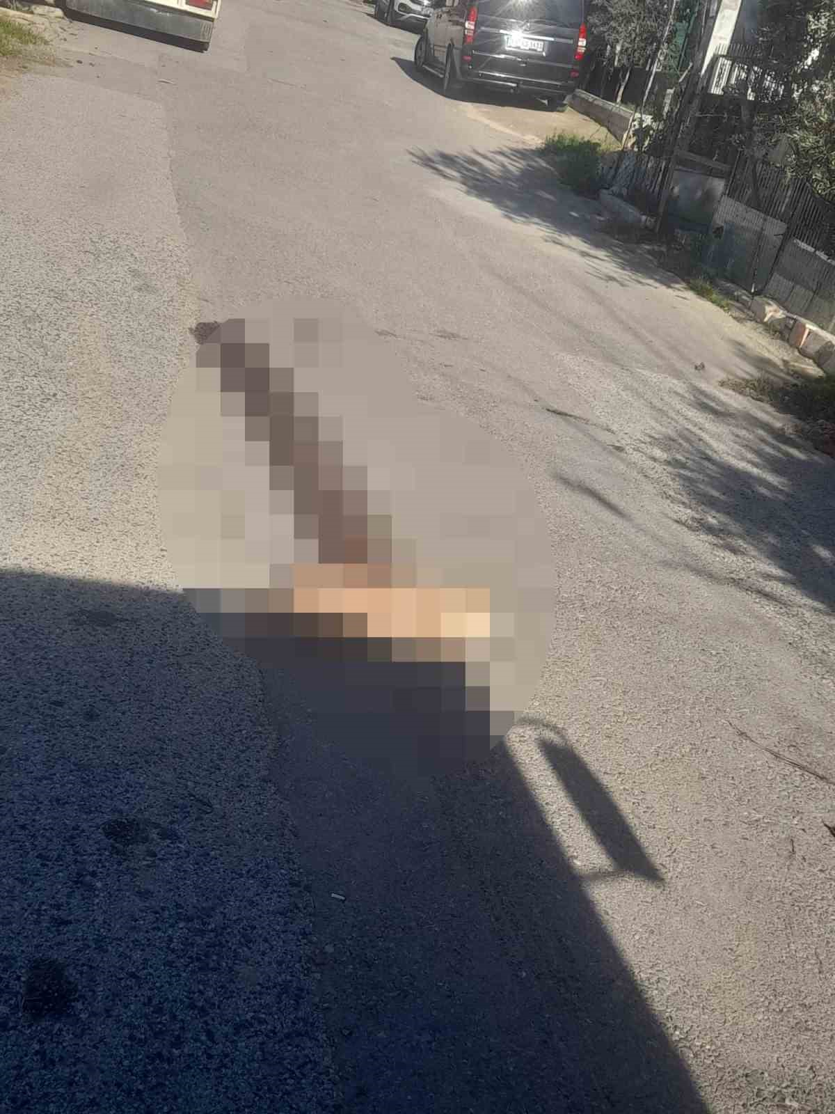 yerde yatan kopegi ezip yoluna devam etti 2 IM7N8C1W