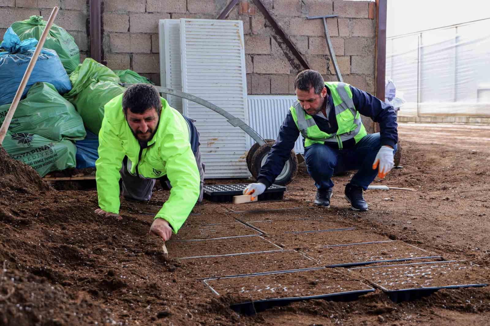 yerel tohum toprakla bulustu 300 bin fide ciftcilere ucretsiz dagitilacak 1 FdggWJA7