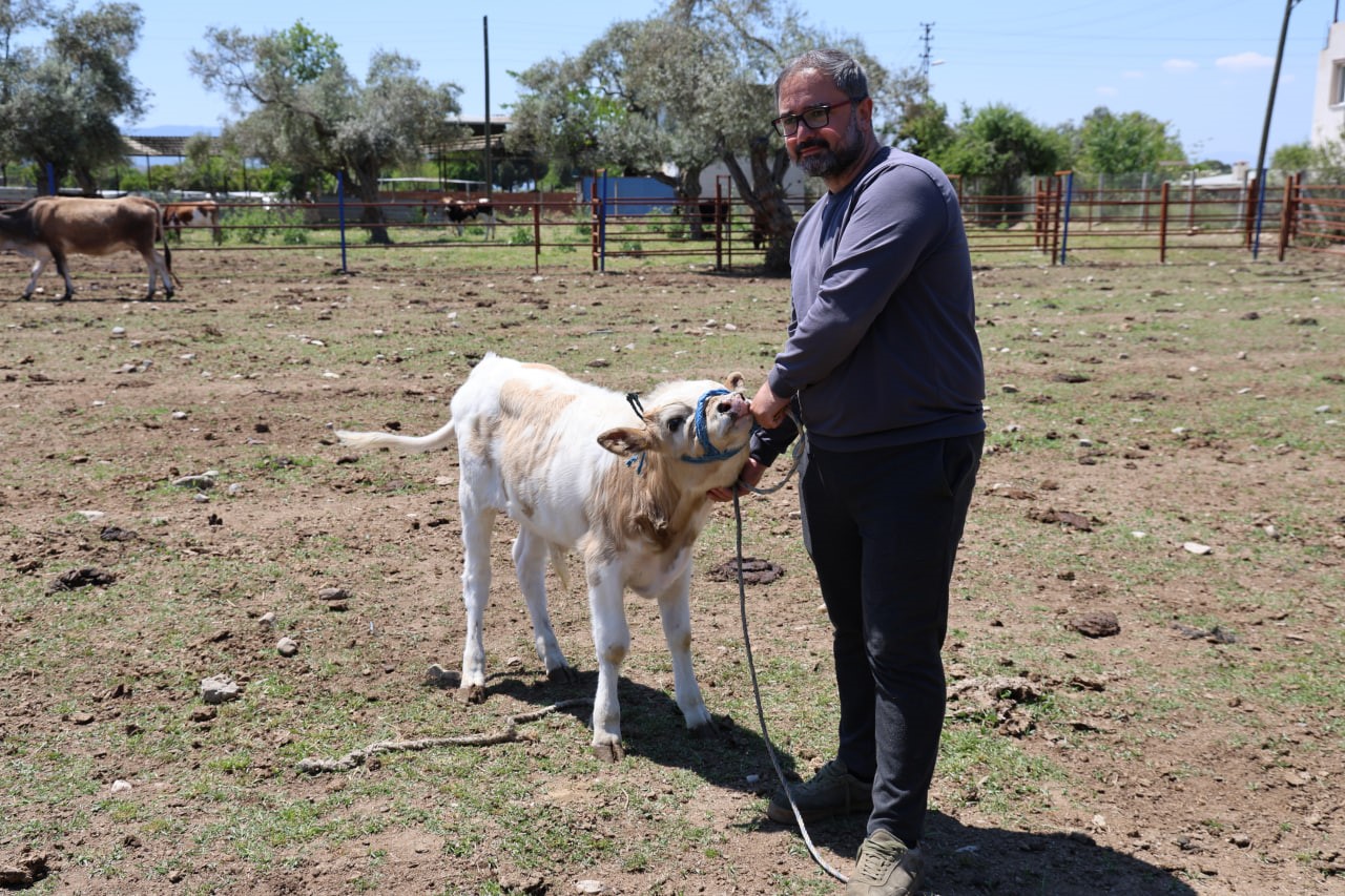 yerli irklar daha dayanikli 0