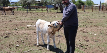 yerli-irklar-daha-dayanikli-jwANFu7M.jpg