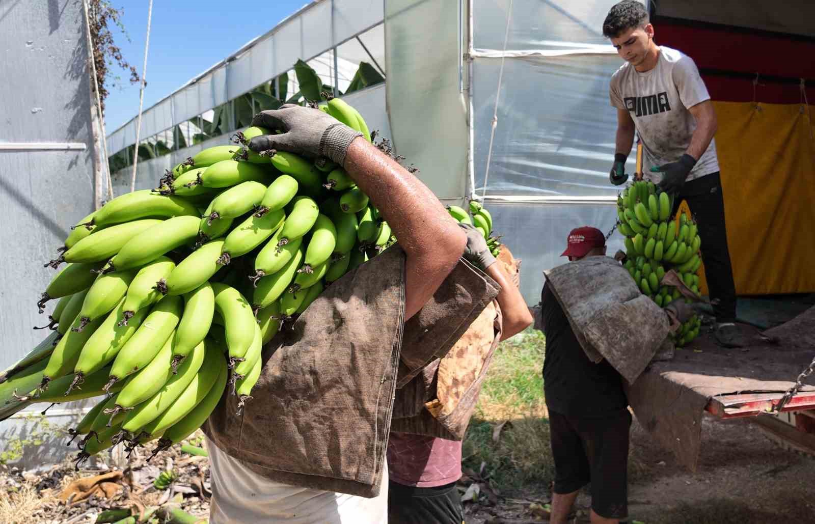Yerlisi ithalden yüzde 50 daha ucuz: Üreticilerden ’yerli muz tüketin’ çağrısı 5 yerlisi ithalden yuzde 50 daha ucuz ureticilerden yerli muz tuketin cagrisi 1 9m89JXF8