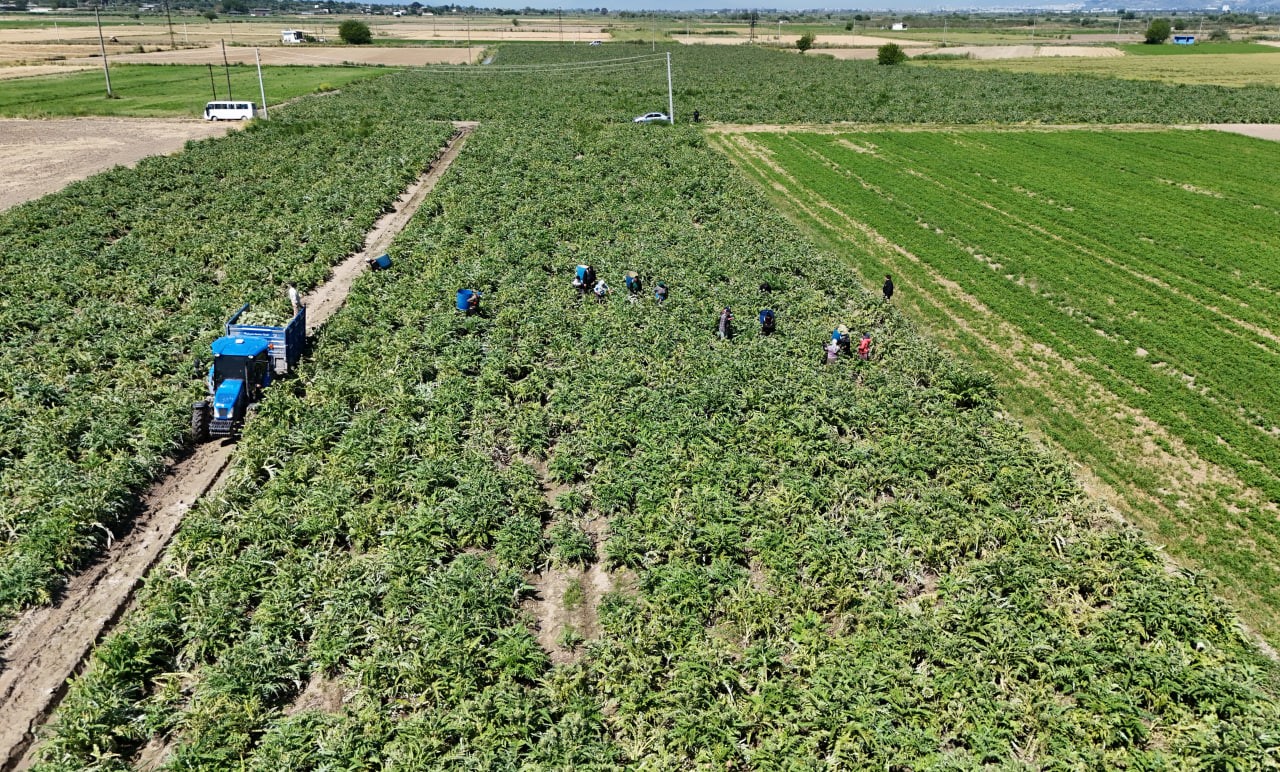 "Yeşil elmas" Aydın’da üretiliyor, yurdun dört bir yanına gönderiliyor 6 yesil elmas aydinda uretiliyor yurdun dort bir yanina gonderiliyor 2 fJRRyyDI