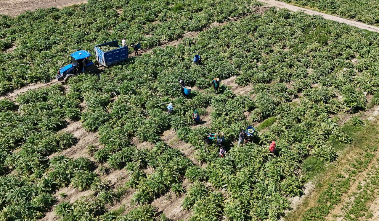 "Yeşil elmas" Aydın’da üretiliyor, yurdun dört bir yanına gönderiliyor 7 yesil elmas aydinda uretiliyor yurdun dort bir yanina gonderiliyor 3 CvwnzR1f