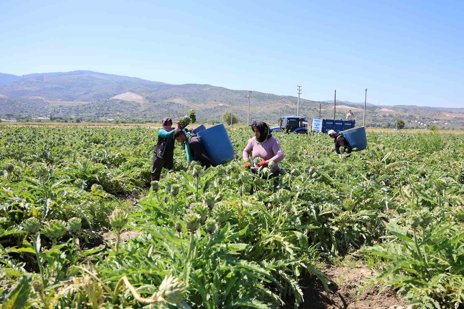 "Yeşil elmas" Aydın’da üretiliyor, yurdun dört bir yanına gönderiliyor 9 yesil elmas aydinda uretiliyor yurdun dort bir yanina gonderiliyor 5 BdF1ltj4