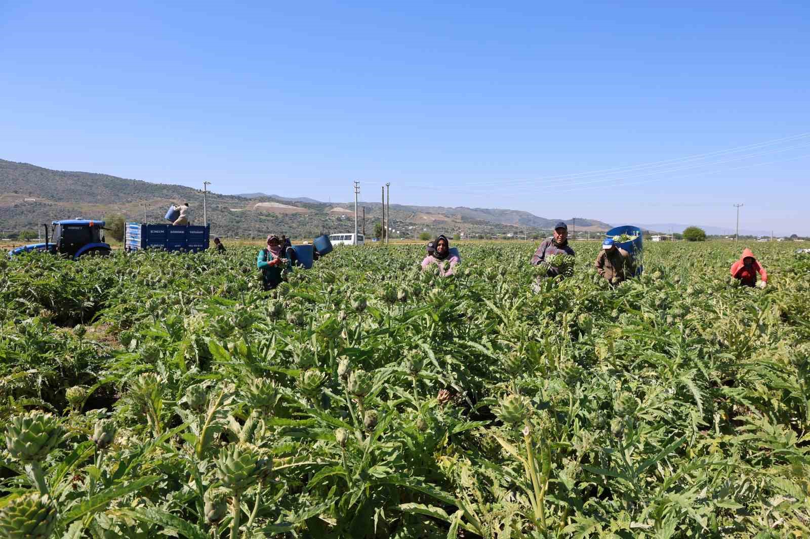 "Yeşil elmas" Aydın’da üretiliyor, yurdun dört bir yanına gönderiliyor 10 yesil elmas aydinda uretiliyor yurdun dort bir yanina gonderiliyor 6 MkhsRcCG
