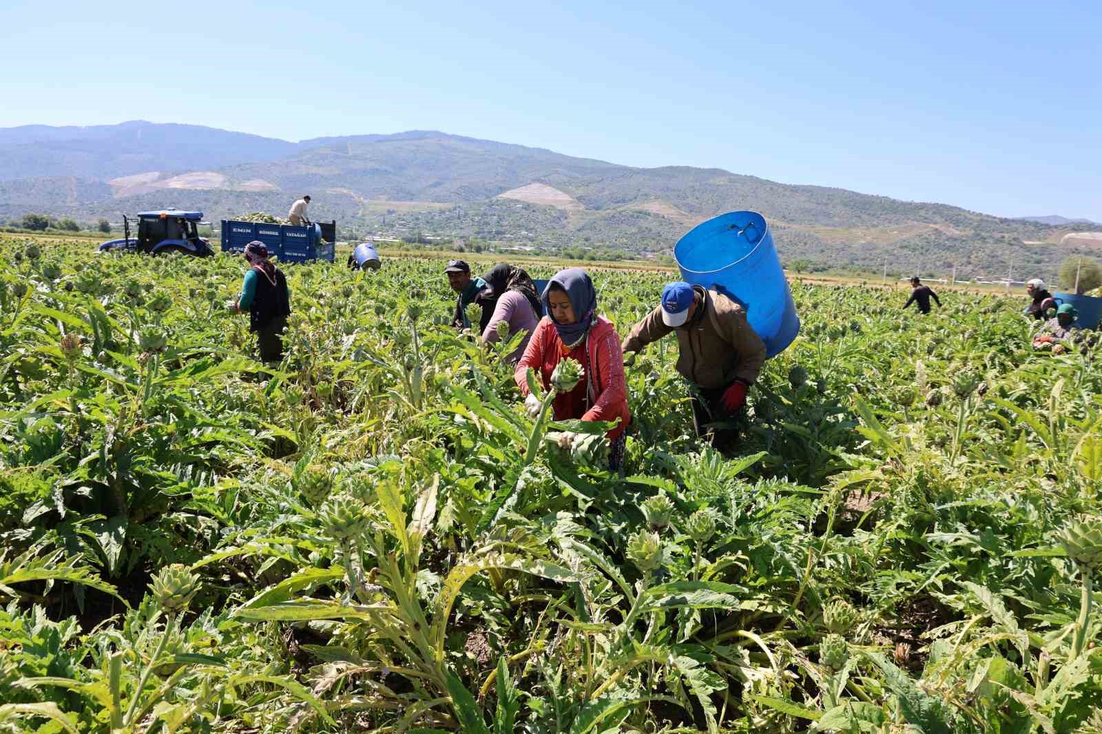 "Yeşil elmas" Aydın’da üretiliyor, yurdun dört bir yanına gönderiliyor 12 yesil elmas aydinda uretiliyor yurdun dort bir yanina gonderiliyor 8 CLCMl4Bb