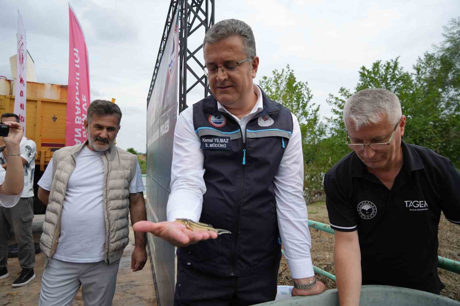 Yeşilırmak’a 30 bin Mersin balığı yavrusu bırakıldı 6 yesilirmaka 30 bin mersin baligi yavrusu birakildi 2