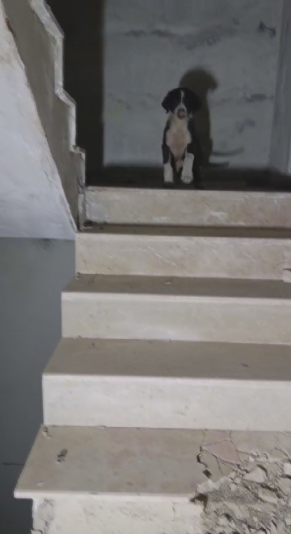 yikilacak binadaki yavru kopekleri kurtaran hayvansever yurekleri isitti 0