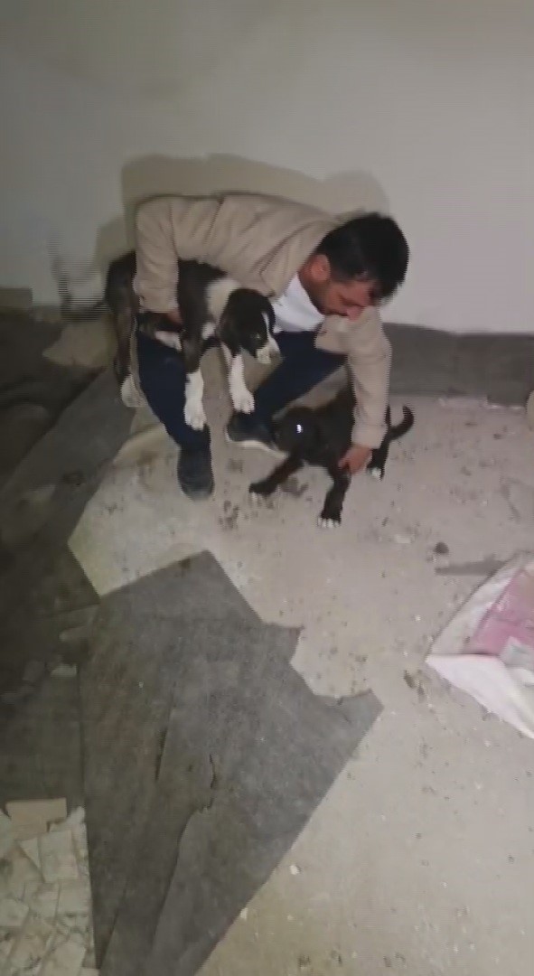 yikilacak binadaki yavru kopekleri kurtaran hayvansever yurekleri isitti 1 5kWGstWV