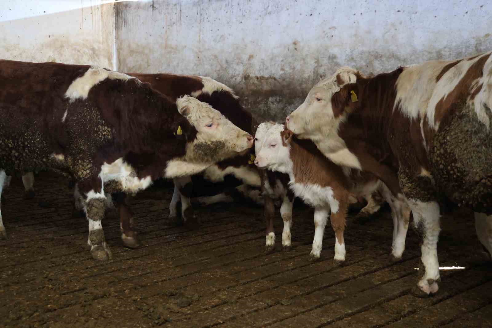 yil bitmeden gelen cifte mutluluk ureticinin ikiz buzagi sevinci 2 brmXHWNQ