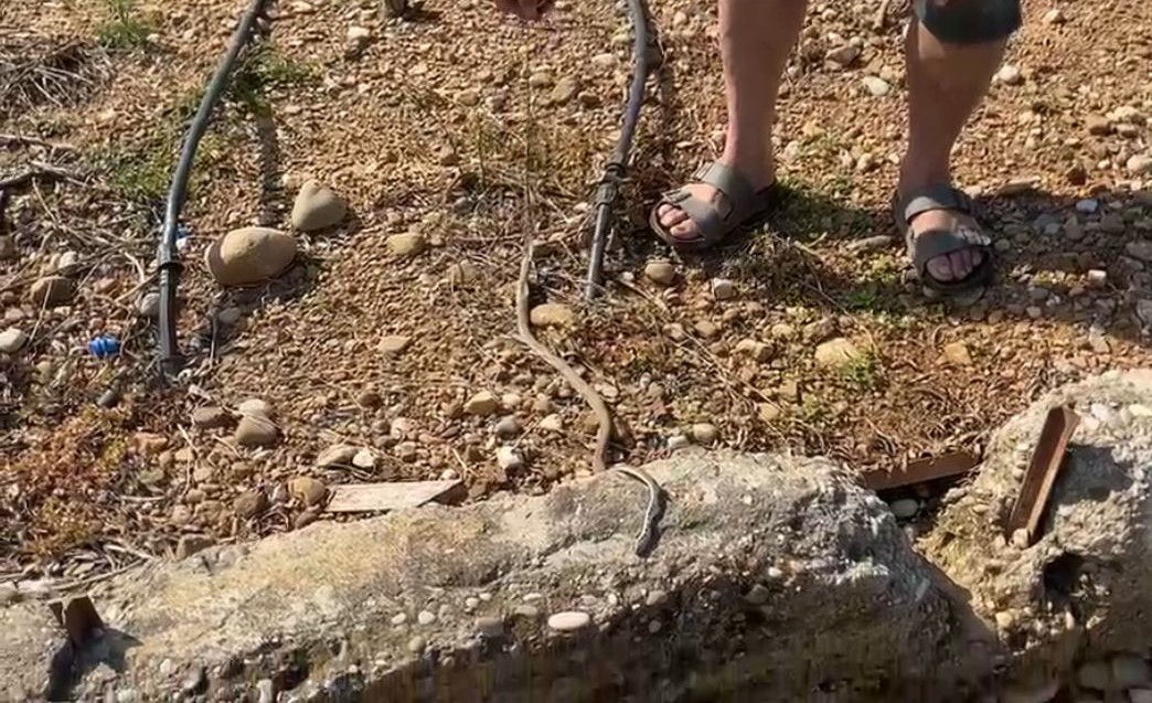 ’Yılanı öldürdüm’ deyip çektirdiği video pahalıya mal oldu: 22 bin TL ceza yedi 5 yilani oldurdum deyip cektirdigi video pahaliya mal oldu 22 bin tl ceza yedi 1 tB5Qvc3F