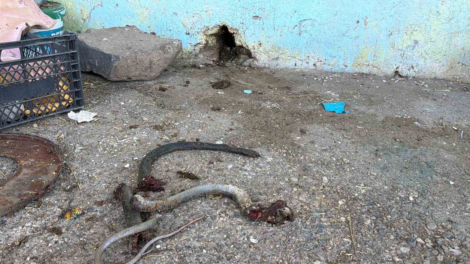 yilani vurmak isterken 5 kisiyi yaraladi 0 gqvVY7nh