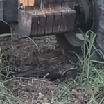 yilanlar-traktorun-altinda-dans-etti-8CavZycS.jpg