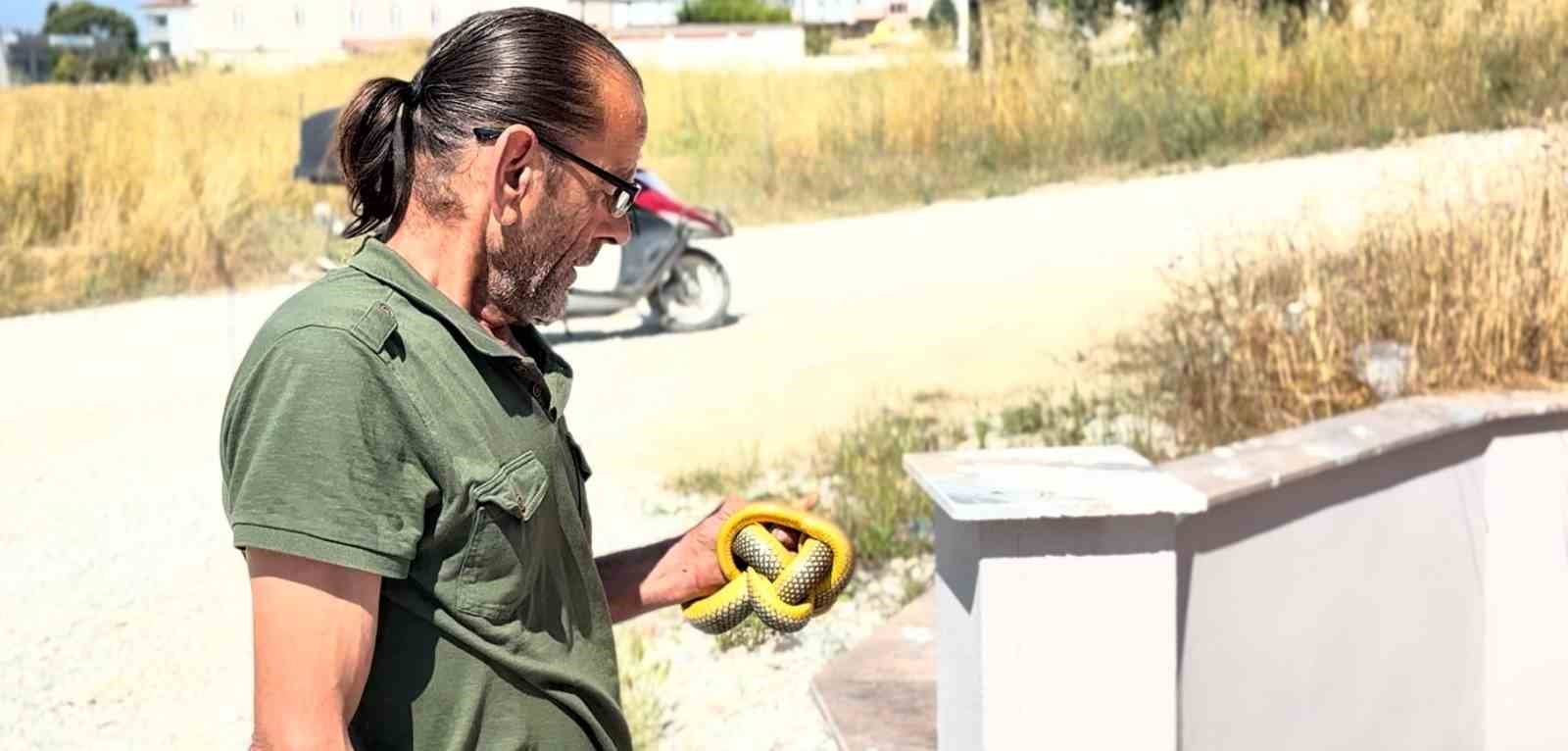 yilanlari ciplak elleriyle yakalayip dogaya saliyor 0 2rDEUBLj