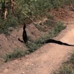 yilanlarin-dansi-kameralara-yansidi-vTKpttWe.jpg