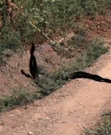 yilanlarin-dansi-kameralara-yansidi-vTKpttWe.jpg