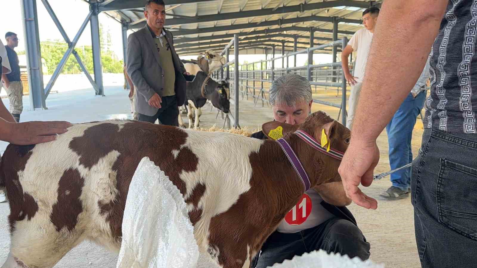 yilin en guzel buzagisi 40 gunluk buzagi oldu 0 CXYAV31q