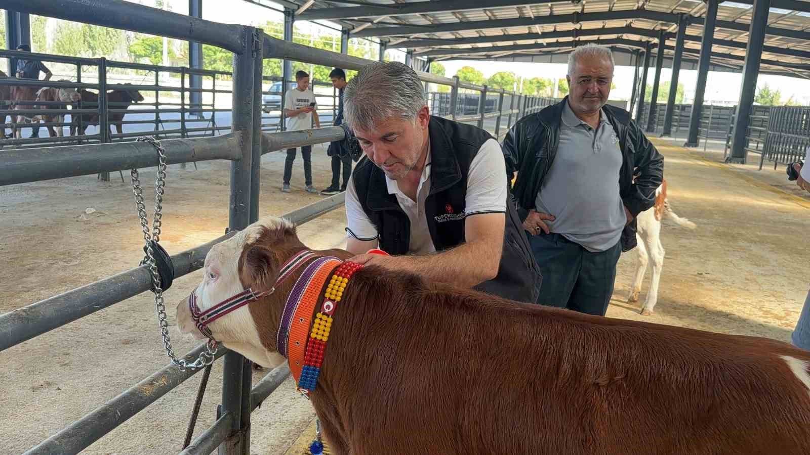 yilin en guzel buzagisi 40 gunluk buzagi oldu 1 UTyEsVel