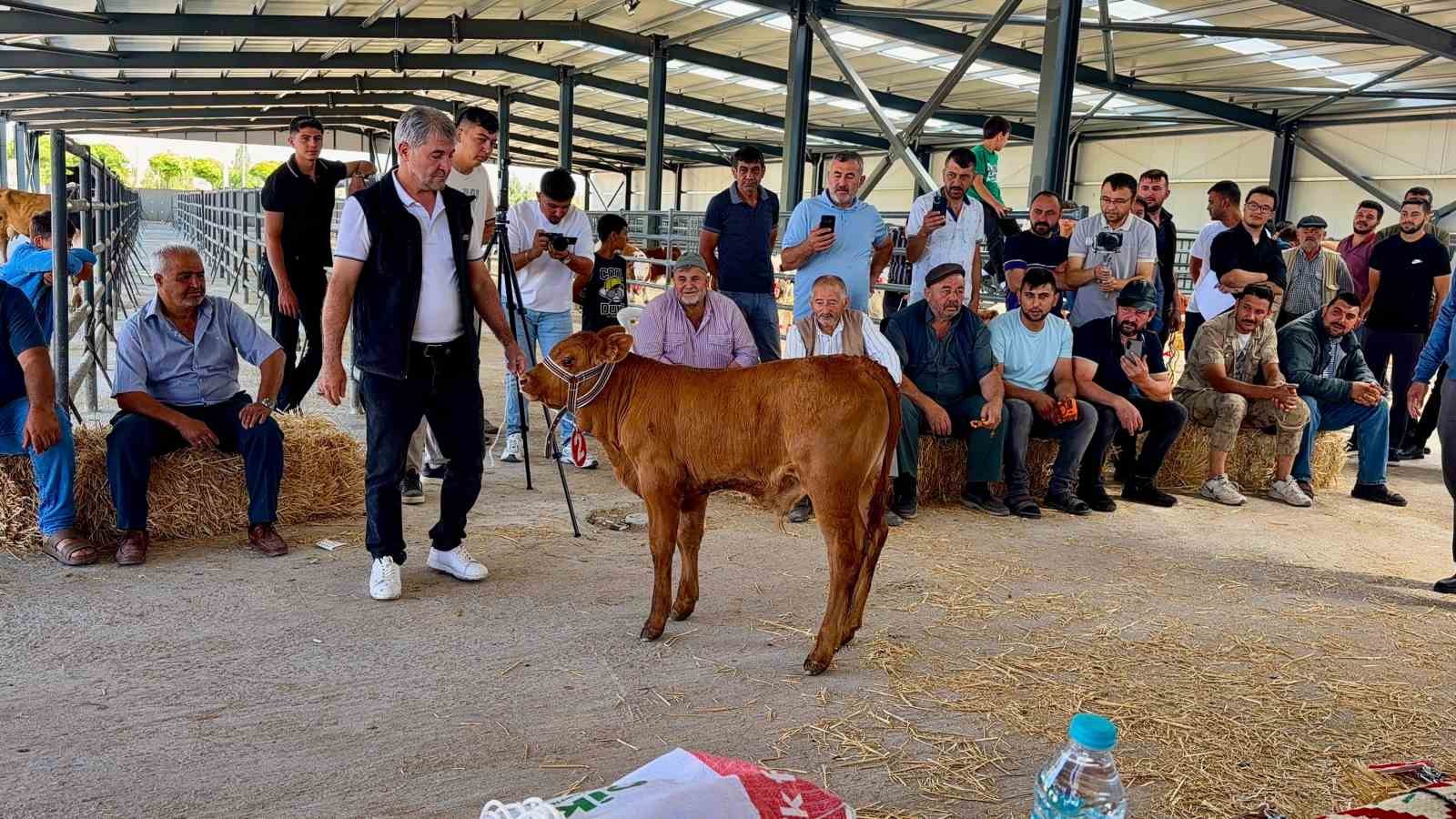yilin en guzel buzagisi 40 gunluk buzagi oldu 3 uSLqKnl1
