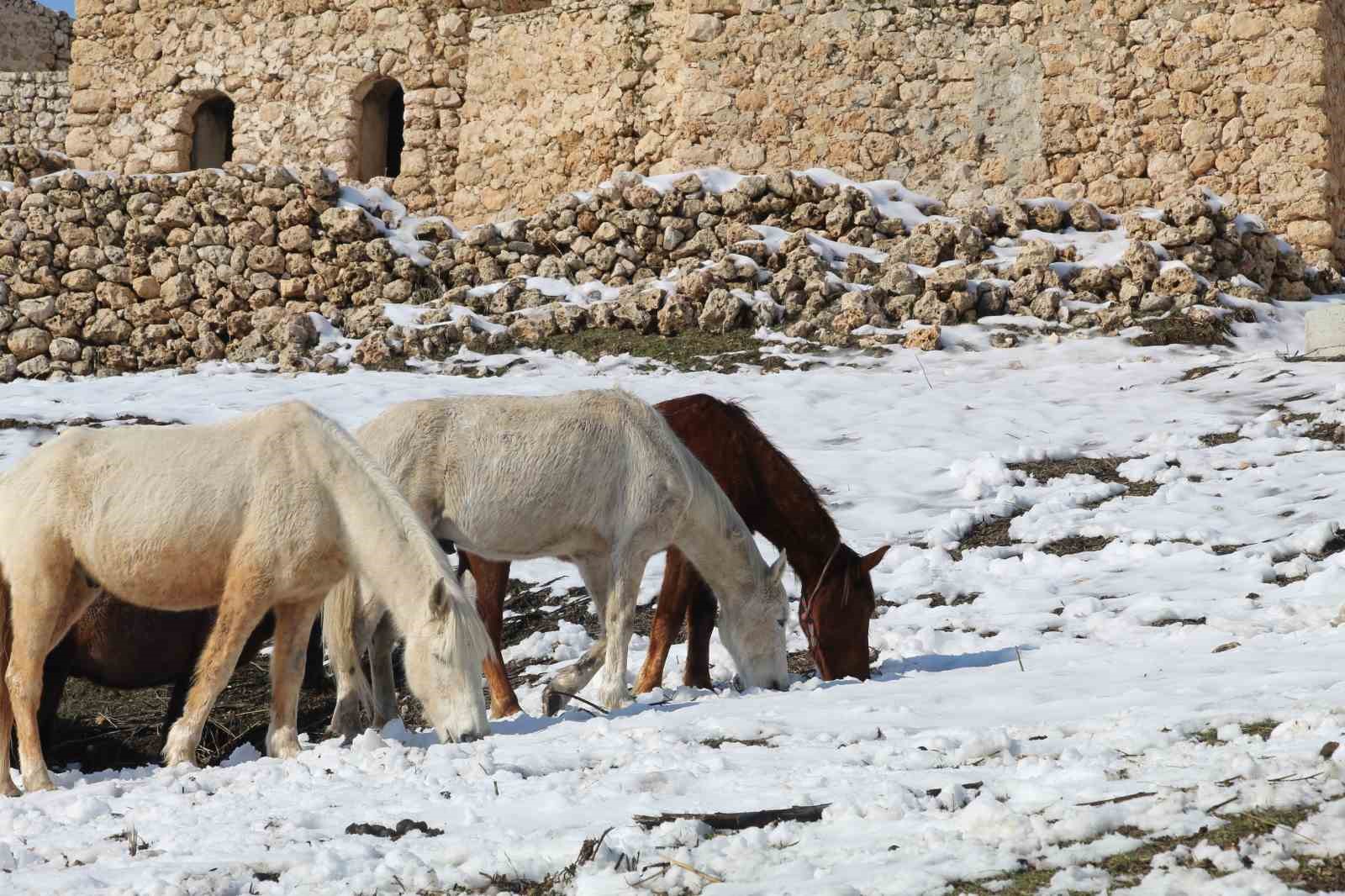 yilki atlari fotografcilarin gozdesi oldu 11 ISRvEsfn
