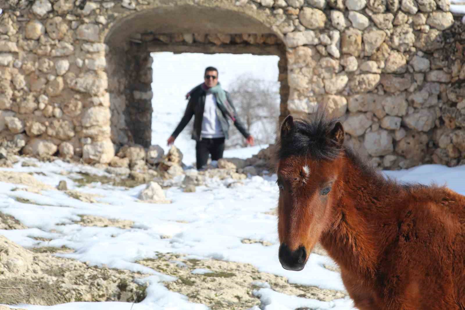 yilki atlari fotografcilarin gozdesi oldu 13 PAKffDzR