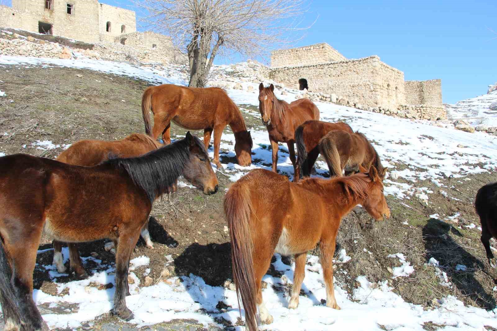 yilki atlari fotografcilarin gozdesi oldu 3 CIBunpRQ