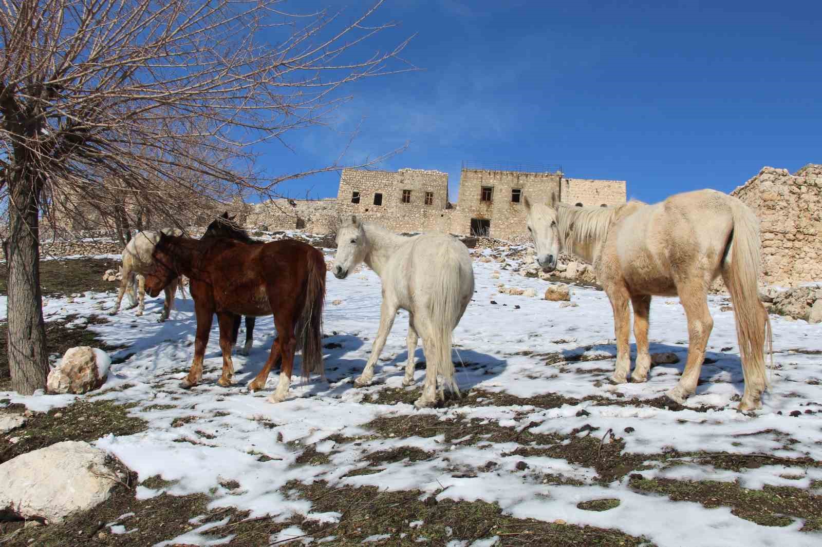yilki atlari fotografcilarin gozdesi oldu 4 1NXDf6FT